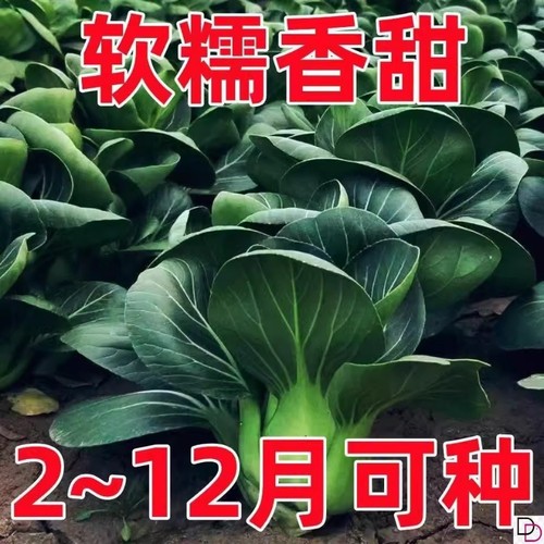 苏州青种子黑叶矮脚青梗菜黑大头上海青耐热耐寒农家青菜奶油高产
