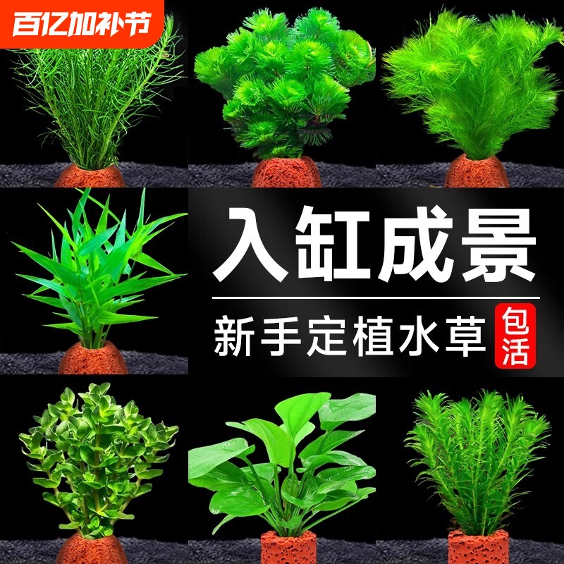 火山石水草植物鱼缸造景专用水培阴性蜈蚣草绿菊真草增氧绿植摆件