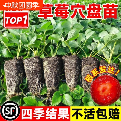 草莓穴盘苗冬季四季盆栽丹东99草莓苗秧红颜结果特大号天使玄玉