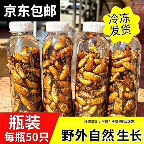 金蝉知了猴2026批发活体速冻知了鲜活蚕蝉蛹爬叉猴结了冷冻非熟食