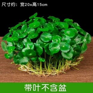 包邮 铜钱草水培土培盆栽室内花招财金钱草绿植花草好养易活特价