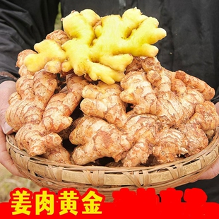 当季云南小黄姜新鲜生姜老姜现挖高山沙姜原产地蔬菜炒菜土姜种子