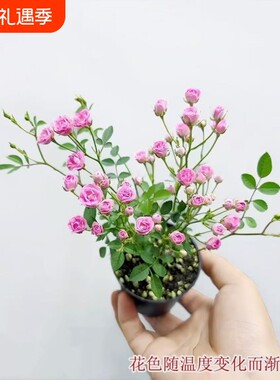 【开花机器】须惠姬带花苞超微月季好养花室内外绿植花卉小盆栽