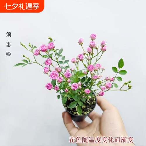 【开花机器】须惠姬带花苞超微月季好养花室内外绿植花卉小盆栽