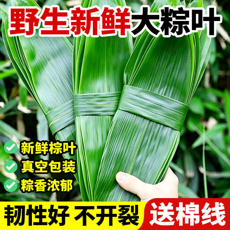 粽子叶新鲜粽叶大号包粽子专用的叶子商用批发干粽叶大现摘野生图片