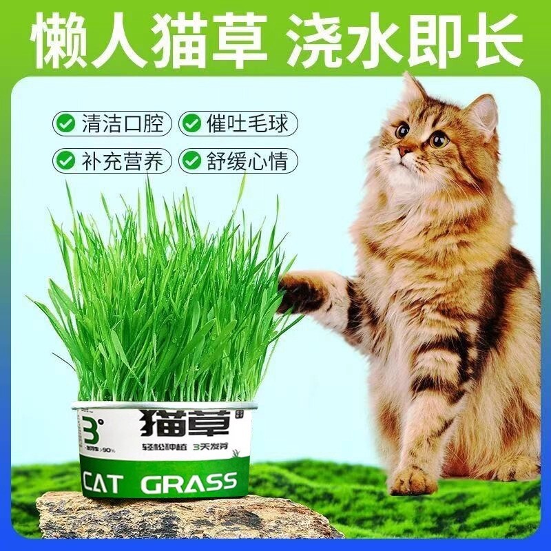 懒人泡面猫草盆栽种子猫薄荷猫咪用品大全零食排毛化草毛植物种植