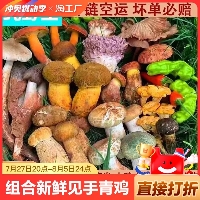 云南野生菌组合新鲜杂菌见手青鸡纵松茸青头菌蘑菇菌子盲盒火锅