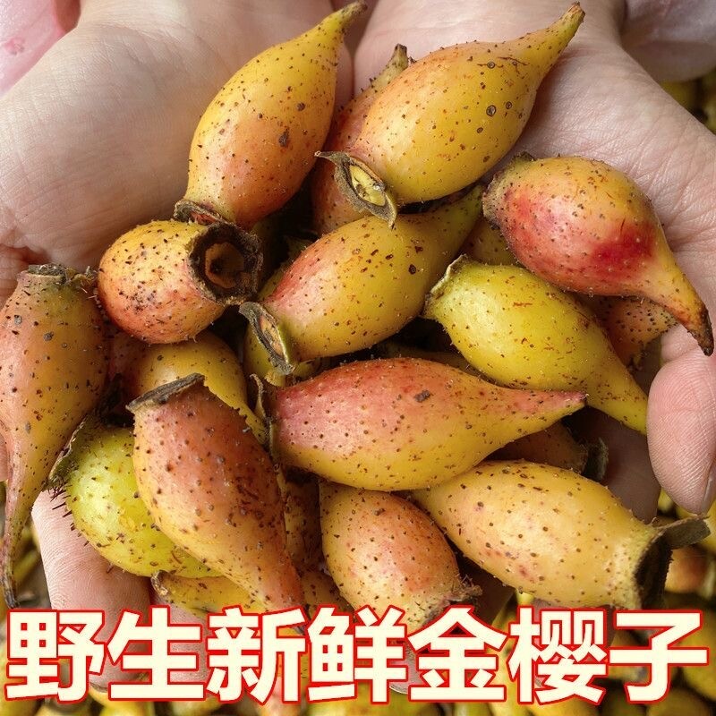 野生金樱子泡酒深山采摘新鲜山石榴中药材糖罐子青果金罂子刺梨果