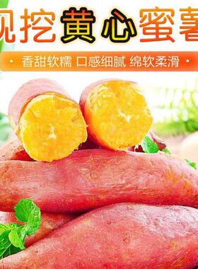 现挖农家自种龙九红薯软糯香甜番薯地瓜蒸吃新鲜黄心食用西瓜沙地