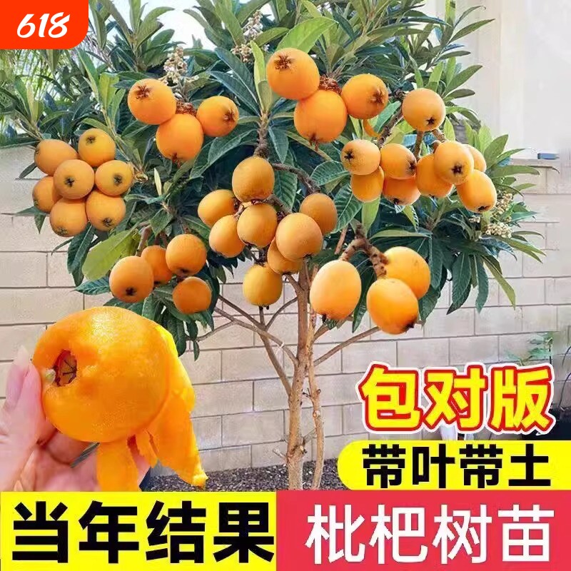 枇杷树苗果苗大五星砂糖批杷苗树果树嫁接水果树盆栽大果种植无核