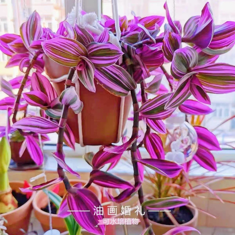 油画婚礼紫露吊兰多肉盆栽室内植物水培客厅阳台绿植创意花卉摆件