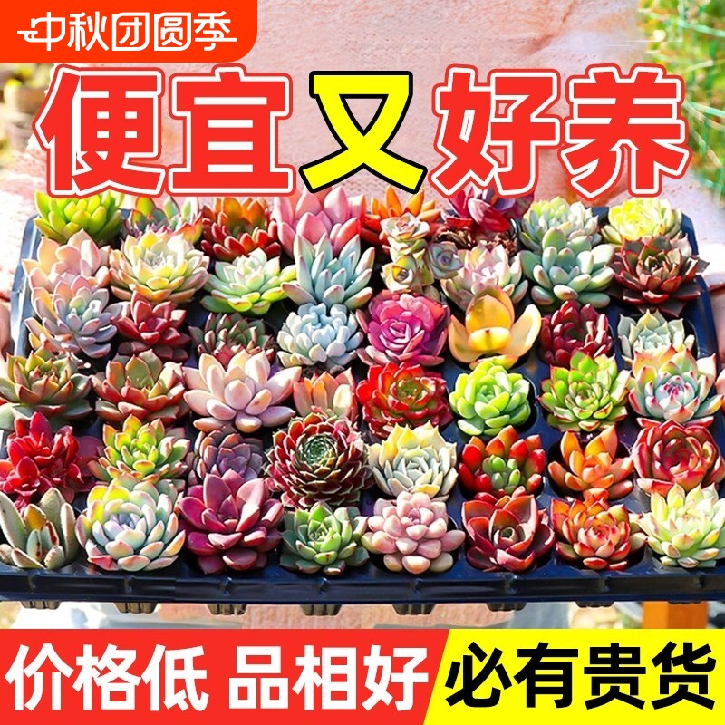 幼儿园名贵多肉植物大颗好养室内小盆栽绿植物花卉有贵货多肉老桩图片