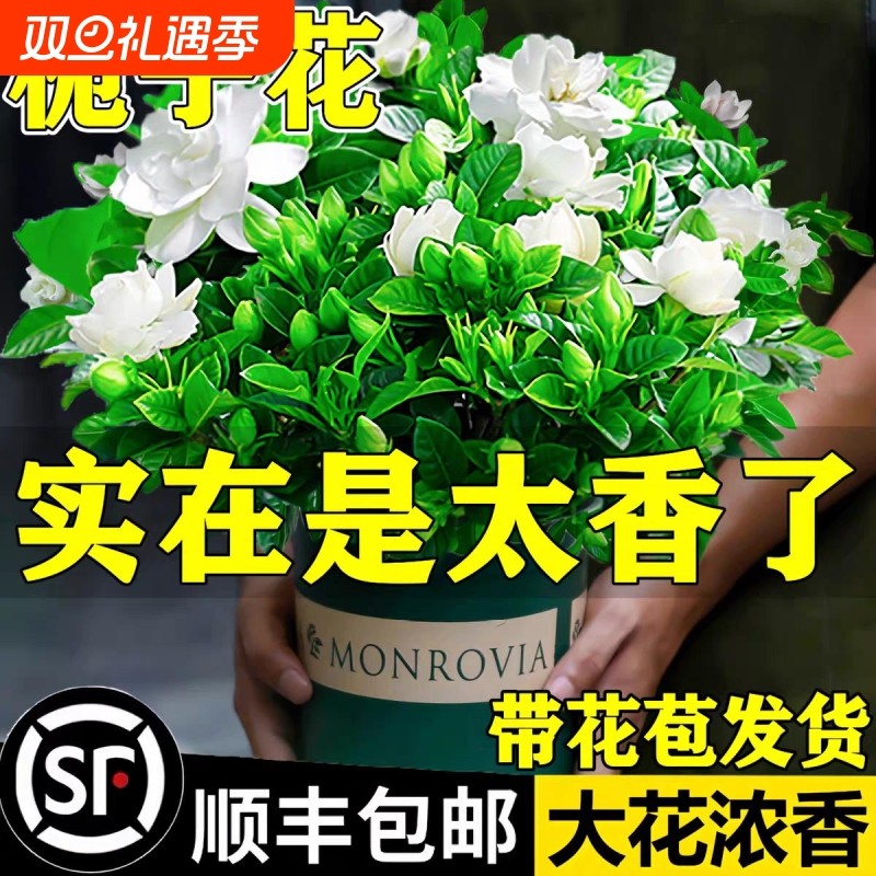 栀子花盆栽带花苞室内黄金葛箩水培花卉绿植物茉莉花九里香长寿花