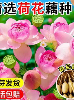 荷花盆栽藕种藕苗水养碗莲花苗缸栽睡莲水培绿植物花卉种子鱼池塘