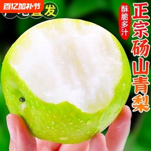 正宗皇冠青皮梨子新鲜9斤当季砀山梨鸭梨雪梨翠冠梨整箱年货节