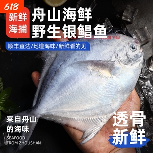 【银鲳鱼】舟山野生银鲳鱼大昌鱼平鱼海捕深海东海白鲳鱼新鲜冷冻