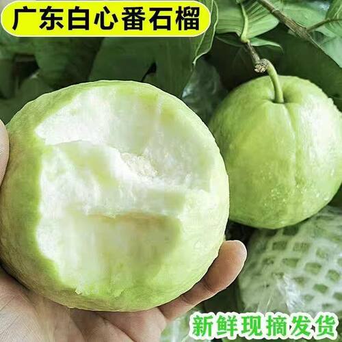 广东白心番石榴脆甜芭乐低糖分孕妇当季水果新鲜批发包邮红心现摘