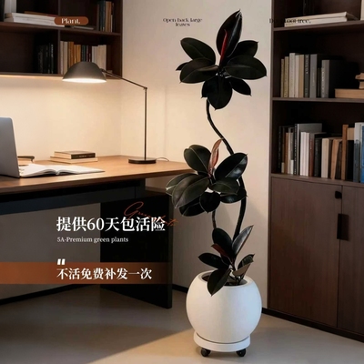 黑金刚橡皮树客厅绿植高级感大盆栽植物室内落地高端好养造型摆放