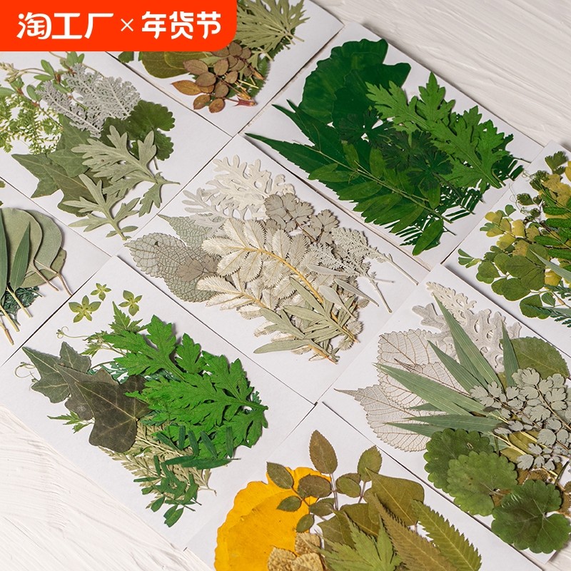 �ۻ��㣺21ƬҶ������ �ɻ��� ��ͯdiy��Ҷ���ϰ���ϰ��ֹ����ϻ���ױ�����������Ҷ�걾����