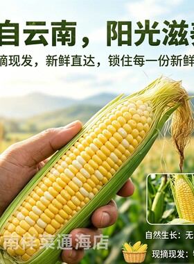现摘云南金银水果玉米新鲜甜玉米爆浆嫩苞谷棒带皮钓鱼9斤香甜