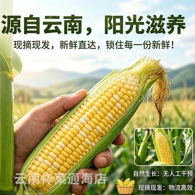 现摘云南金银水果玉米新鲜甜玉米爆浆嫩苞谷棒带皮钓鱼9斤香甜
