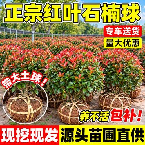 红叶石楠球树苗篱笆苗墙四季常青室外庭院花园工程绿化苗木绿植物