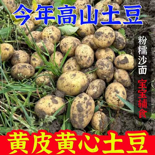 新鲜大土豆粉现挖黄皮