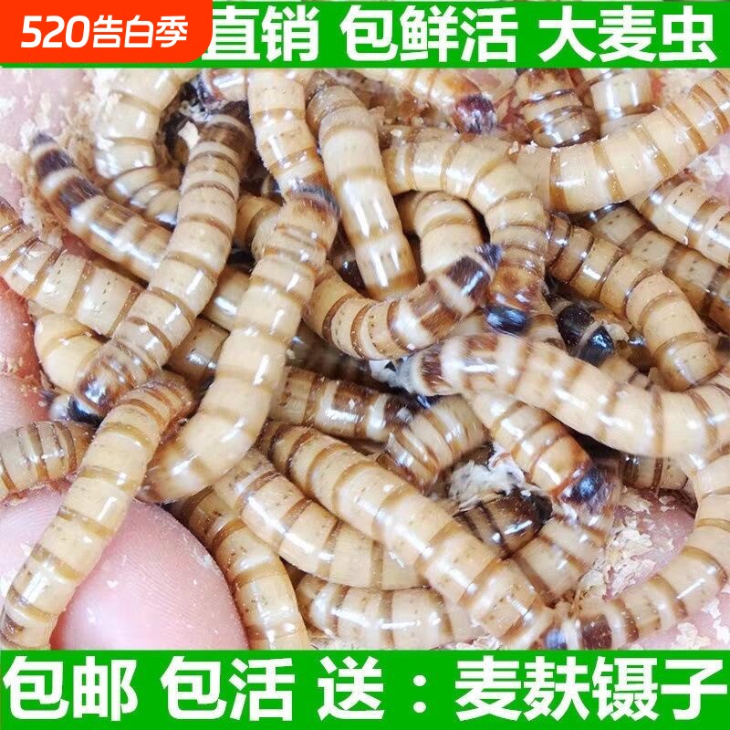 大麦虫活虫黄粉虫面包虫金银龙鱼观赏鱼饲料乌龟画眉鸟食包邮养殖