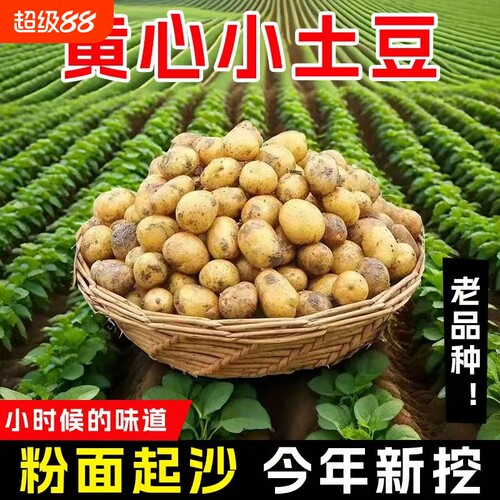 黄心小土豆恩施湖北当季