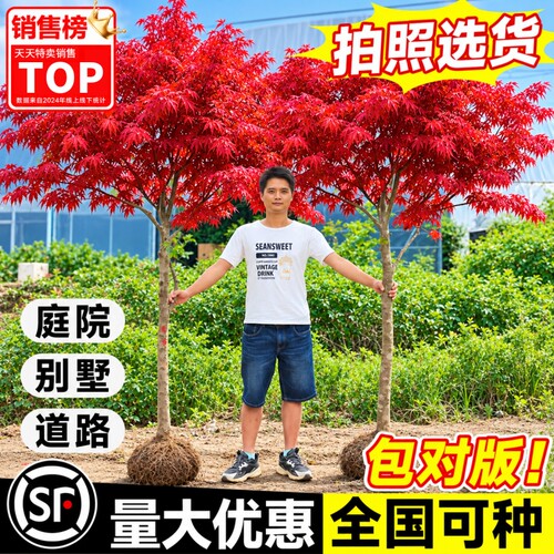 红枫树苗日本四季中国南北种植盆栽花园室外风景庭院别墅耐寒植物