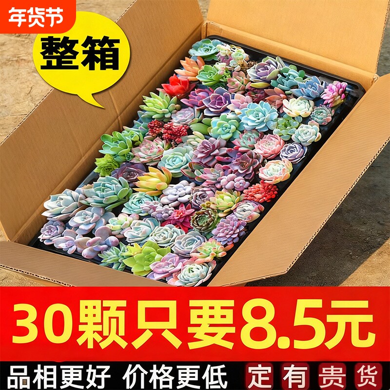 多肉植物室内小盆栽大颗好养绿植物花卉有贵货室内外客厅品种