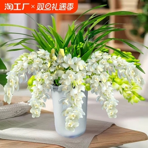 兰花 香妃 天香素浓香建兰四季兰有香味兰花苗花卉盆栽室内绿植物