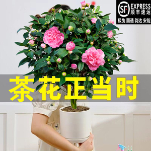 浓香型香妃茶花盆栽山茶花树苗室内庭院花卉好养大棵四季茶花树苗
