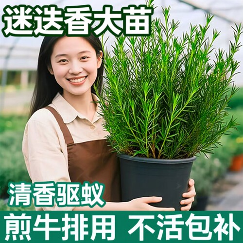 迷迭香盆栽可食用用百里香薄荷叶新鲜香草驱蚊植物香料阳台牛排
