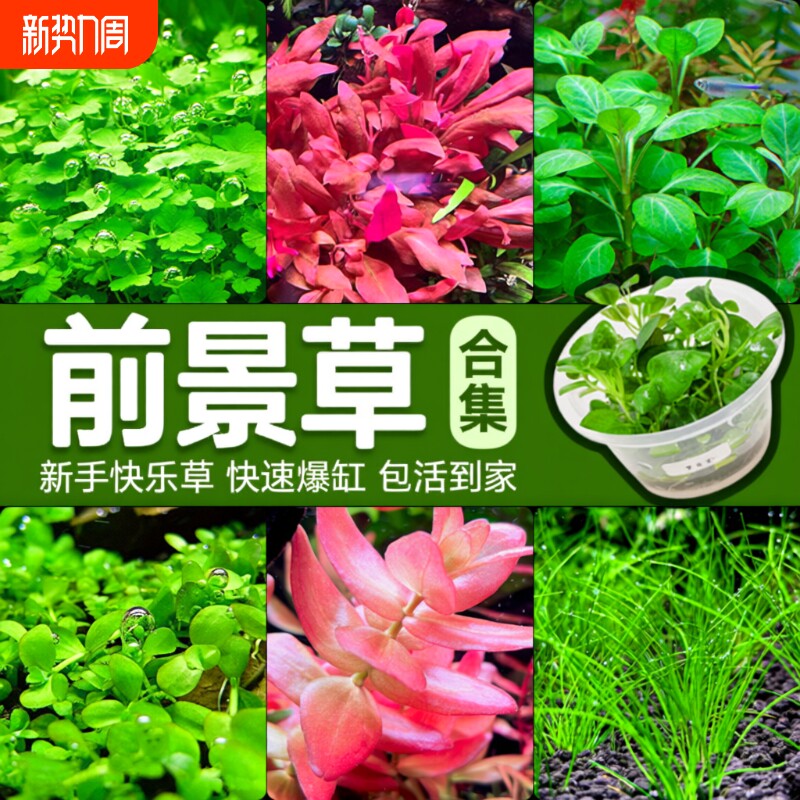前景草爬地矮珍珠鱼缸水草植物真草活阴性无菌杯牛毛草坪造景趴地