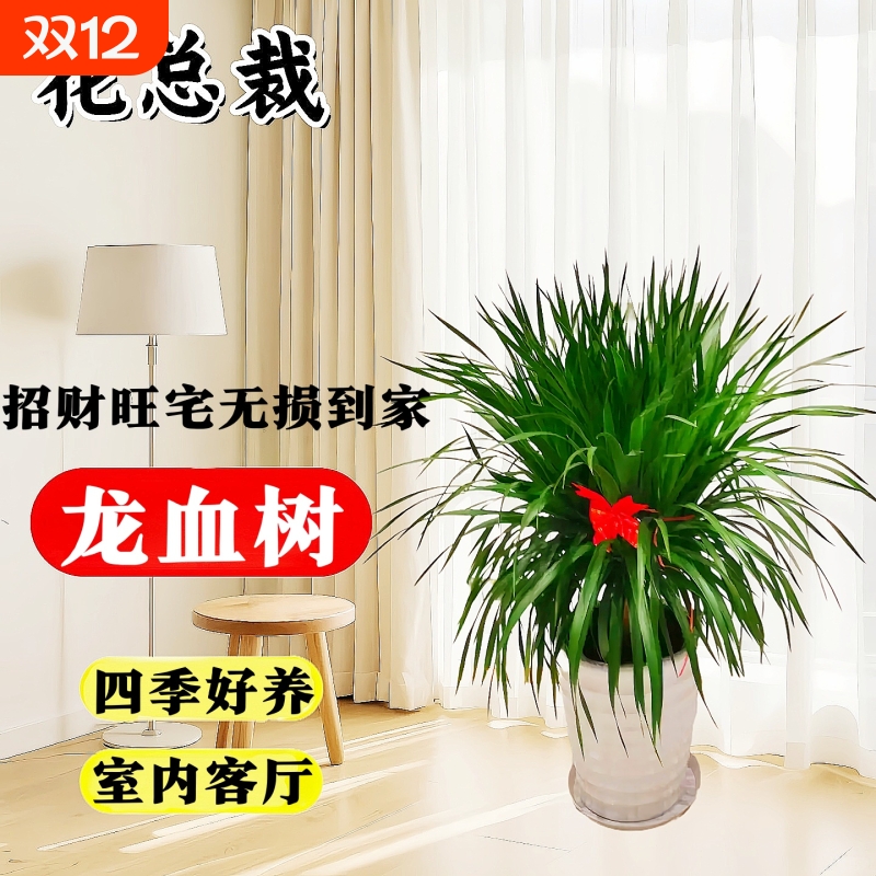 龙血树客厅绿植四季好养
