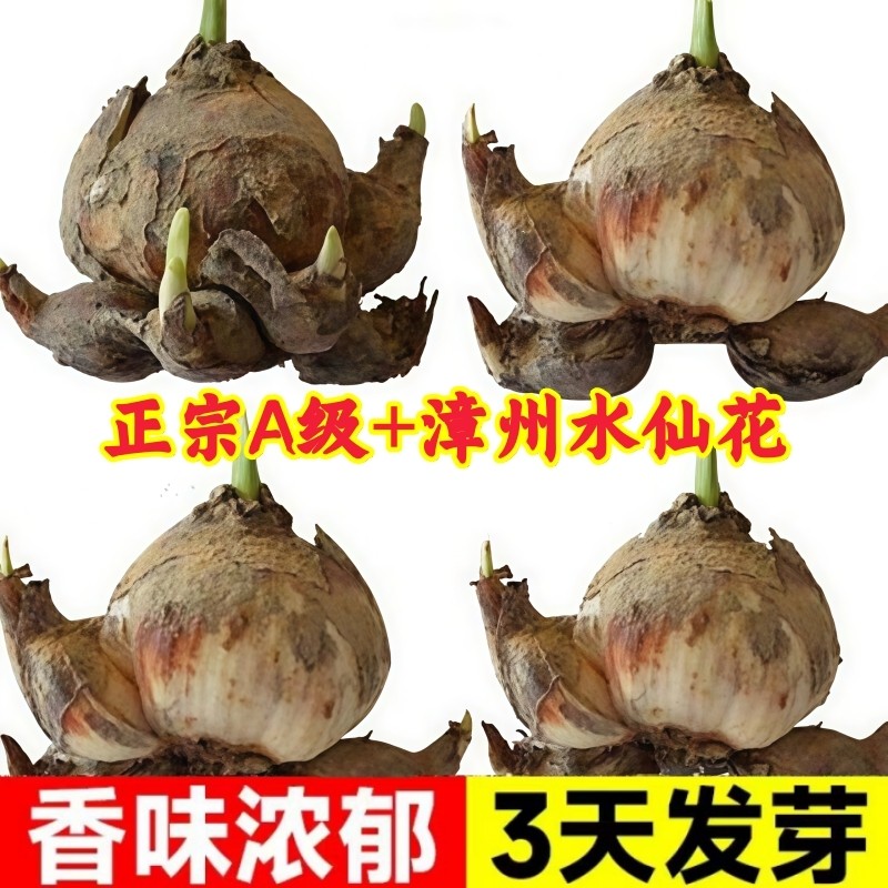 漳州水仙花种球水养花卉重瓣正宗水培植物室内复瓣带花苞大花开花