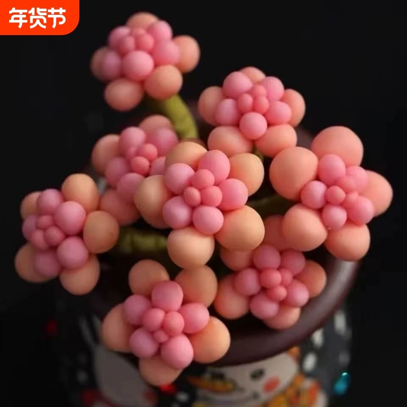 桃蛋群生多头多肉植物山地玫瑰老桩绿植盆栽酒杯耶罗水蜜桃奶酪