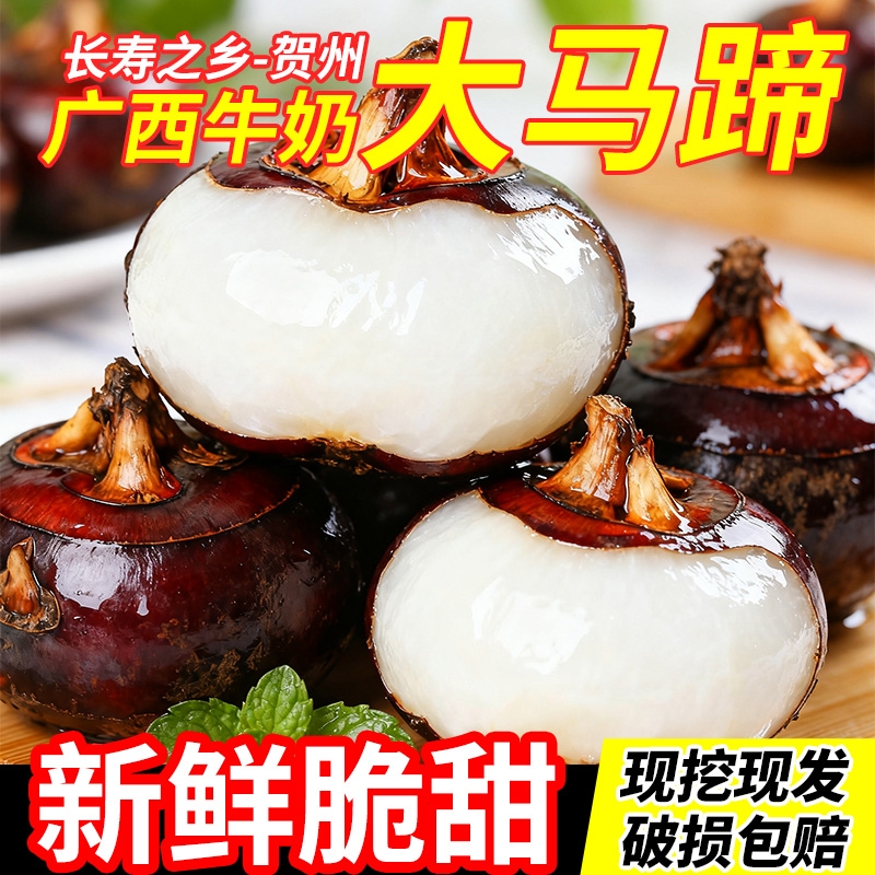 广西新鲜现挖荔浦马蹄荸荠精品大果脆甜地梨当季农家特产即食