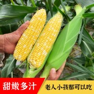 云南水果玉米双色金银低脂甜脆