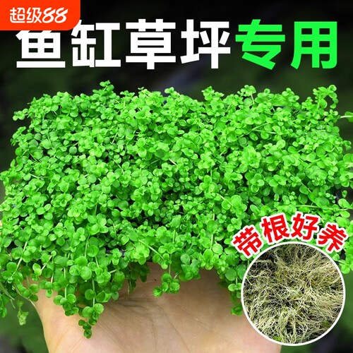 爬地矮珍珠水草鱼缸造景专用