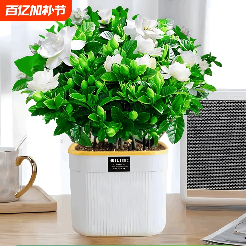 栀子花盆栽四季开花带花苞茉莉花卉老桩水培九里香绿植物室内好养