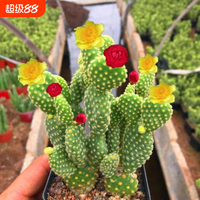 仙人掌多肉植物幼儿园办公室绿植黄毛掌好养易活可爱兔耳盆栽花卉