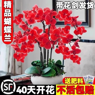 蝴蝶兰花苗盆栽文心兰带花苞君子兰大花苗室内四季开花植物耐寒
