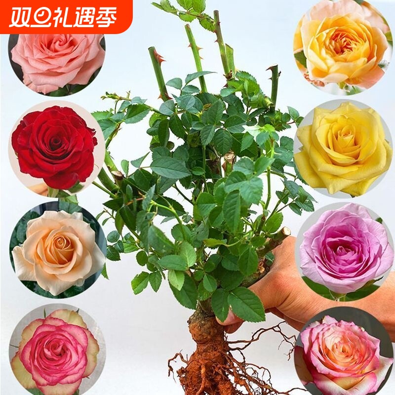 【玫瑰花苗老桩】特大花花卉绿盆栽月季蔷薇室内外阳台四季玫瑰苗