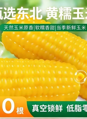 无添加东北黄糯玉米10支装甜糯玉米棒黏玉米早餐粗粮真空香甜新鲜