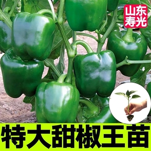 绿甜椒苗子甜椒大果菜椒辣椒苗圆椒早熟成活率高大棚菜园蔬菜种苗