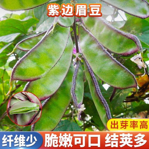 宽扁紫边眉豆苗种子爬藤青扁豆苗四季豆农家高产豆角秧苗蔬菜种