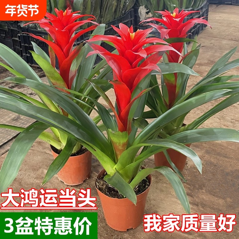 鸿运当头盆栽带花苞年宵花卉室内客厅植物办公室绿植喜庆大盆家用