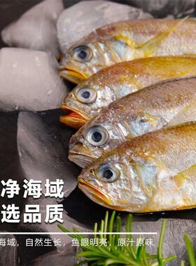 小黄花鱼新鲜海捕浙江小黄鱼装烧烤食材生鲜黄鱼鲜活冷冻辅食水产